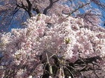 三春滝桜2010ﾀﾞｲｼﾞｪｽﾄ4.26　2010 Miharu waterfall cherry blossoms digest
